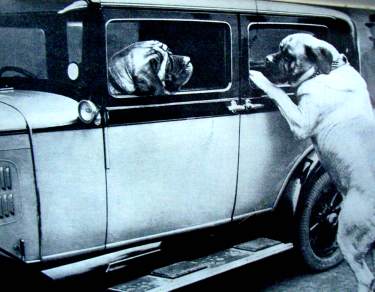 Vintage Car with Dogs